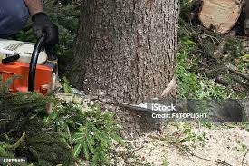 Best Fruit Tree Pruning  in Lakeview, NY