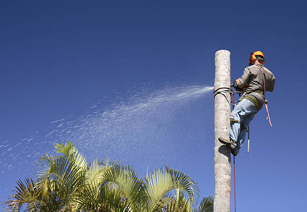 Best Tree Health Inspection  in Lakeview, NY