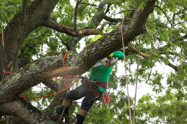 Lakeview, NY Tree Care Company